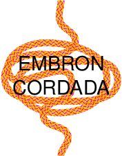  embroncordada.1 